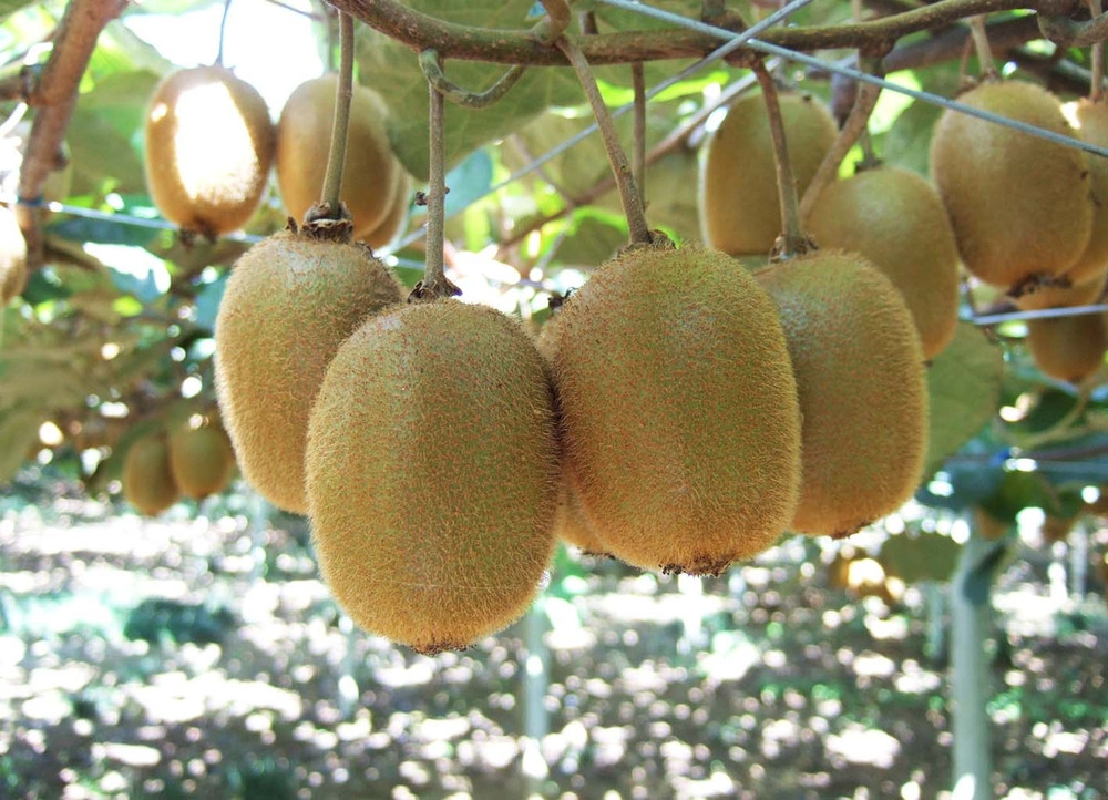 手摘み熟成キウイフルーツ〈出荷時期:2025年11月1日出荷開始～2026年6月10日出荷終了〉【手摘み熟成キウイフルーツ 丁寧に収穫 小田原のキウイフルーツ 熟成キウイフルーツ 神奈川県 小田原市 】 142069_BP006