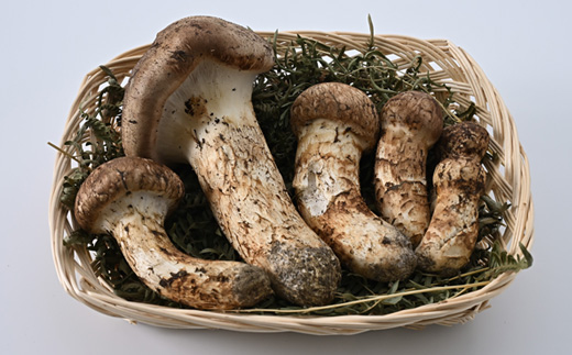 【自家用】岩泉まつたけ 500g【配送不可地域：離島】