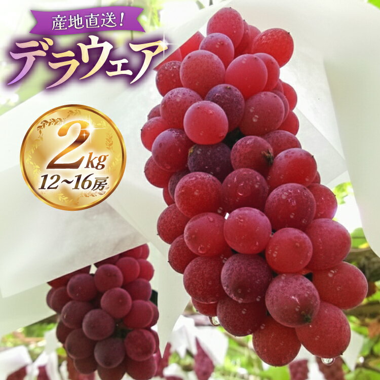 【ふるさと納税】 【期間限定発送】【2026年発送】 デラウェア 2kg (約12〜16房) [齋藤農園 山形県 高畠町 tk06bgt070001] ぶどう 種無し ブドウ 葡萄 くだもの 果物 フルーツ 産地直送 農家直送