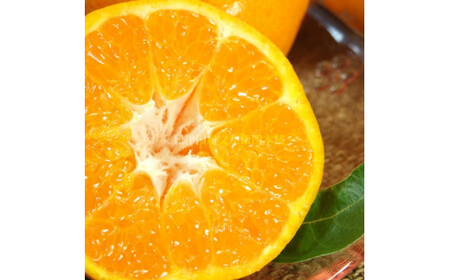 はるみ 約2.8kg / サイズおまかせ　※2026年1月下旬～2026年3月中旬頃に順次発送予定(お届け日指定不可)　紀伊国屋文左衛門本舗　【sgtb461B】