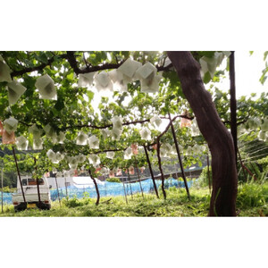 長野市松代産 訳ありシャインマスカット 約1kg（バラ房）