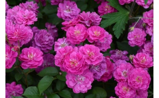 
            【先行受付】バラ鉢苗　ヴィル・ナタ―ル【2026年4月下旬より発送】河本バラ園
          