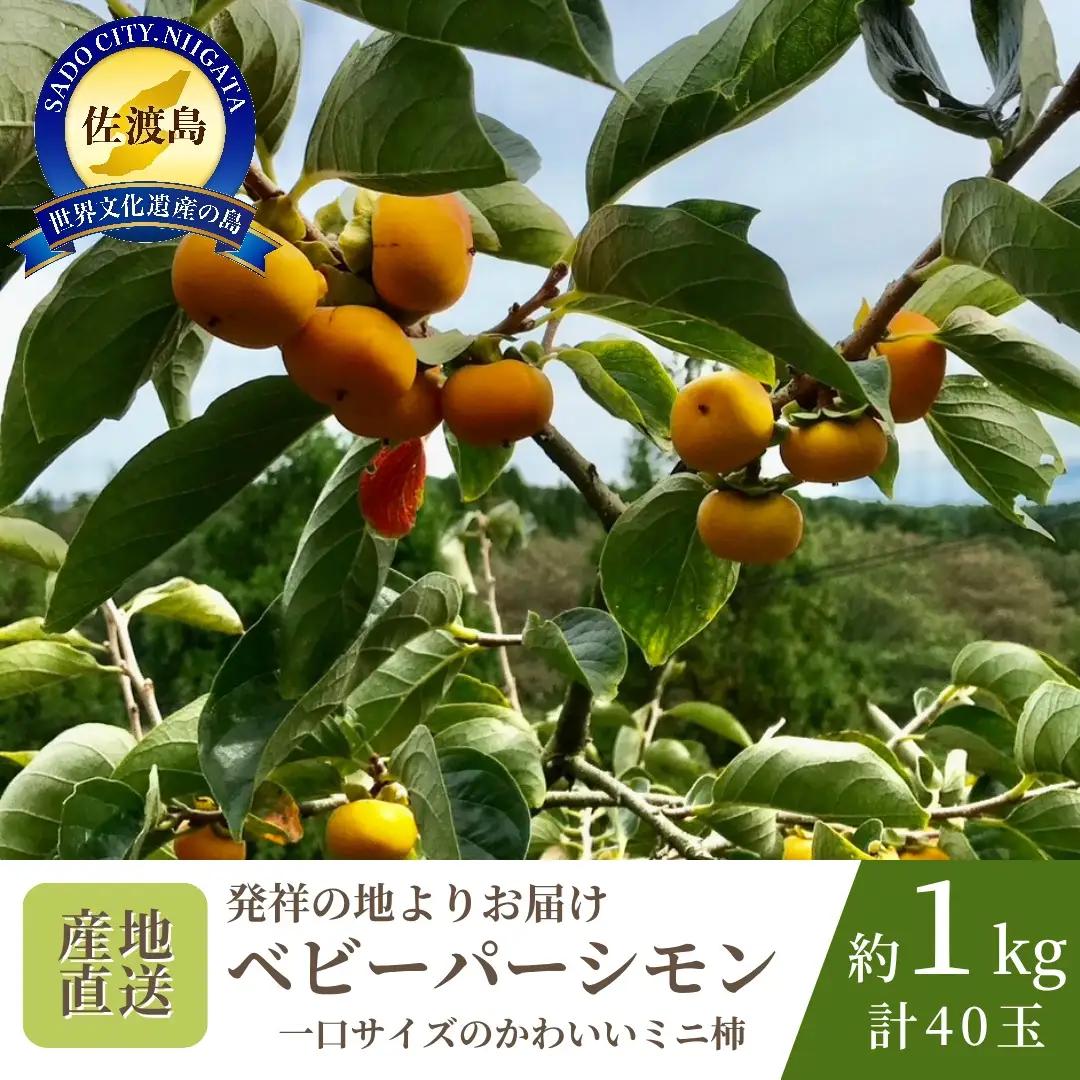 【数量限定】柿 ミニ柿 ベビーパーシモン 40玉 約1kg | 新潟県 佐渡市