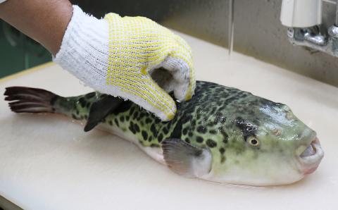 ふく亭別館　臼杵とらふぐセット（３人前）