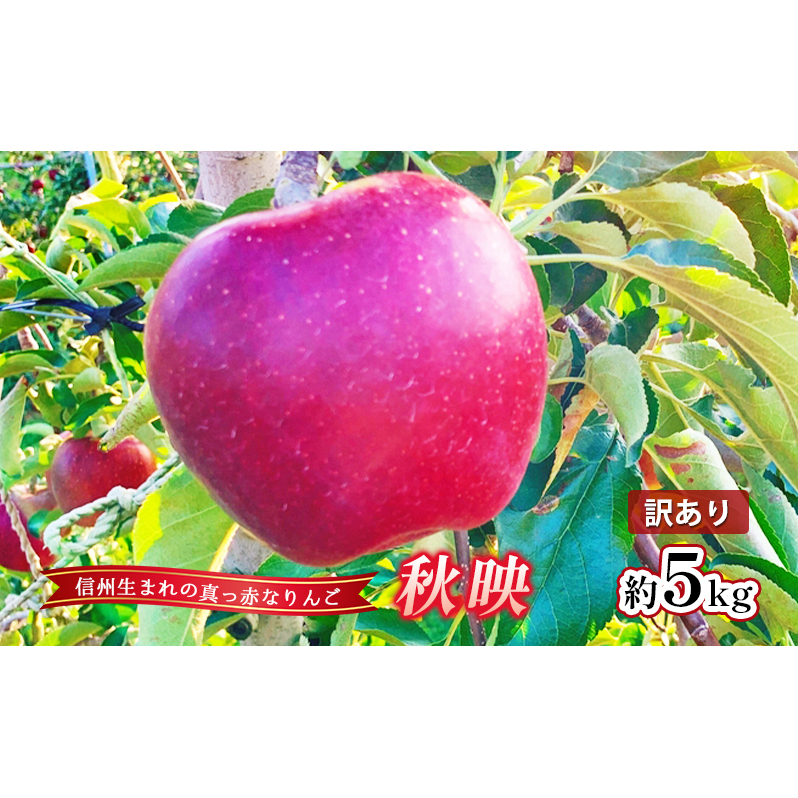 訳あり りんご 秋映 約5kg 林檎 リンゴ 5kg 果物 くだもの フルーツ デザート 旬の果物 旬のフルーツ 訳アリ 長野県 長野