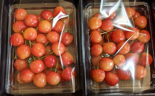 さくらんぼ 佐藤錦 紅秀峰 紅てまり どれか1品種 約700g L～2Lサイズ 贈答用 ＜有我果樹園＞ F7X-0228