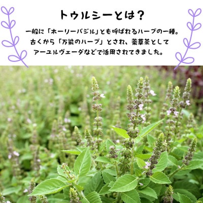 【植物性堆肥で育った】ティールーム山ねこのトゥルシーティー【里山ハーブティー】【1691782】