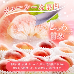 和歌山 桃 モモ フルーツ もも 白桃 果物 くだもの / 【先行予約】【厳選】あふれる果汁で口いっぱい！ 食べきりサイズ 和歌山県産 桃 3玉 2024年6月中旬～2024年8月中旬頃に順次発送予定