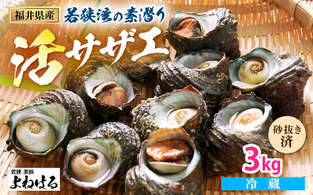 若狭湾の素潜り 天然 活サザエ 3kg(説明書付き)【サザエ さざえ 貝 天然 海産物 刺身 お造り 海の幸 BBQ つぼ焼き 壺焼き 佃煮】 さざえ サザエ BBQ さざえ サザエ BBQ さざえ サザエ BBQ さざえ サザエ BBQ さざえ サザエ BBQ さざえ サザエ BBQ さざえ サザエ BBQ さざえ サザエ BBQ さざえ サザエ BBQ さざえ サザエ BBQ さざえ サザエ BBQ さざえ サザエ BBQ さざえ サザエ BBQ さざえ サザエ BBQ さざえ サザエ BBQ さざえ 