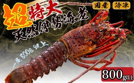 
超特大 伊勢海老 800g以上 1尾 冷凍 ( 超特大サイズ 急速冷凍 えび エビ 高級 鮮魚 海鮮 魚介 刺身 焼き物 汁物 ギフト 贈答 贈り物 祝い 歳暮 中元 ) IKY043
