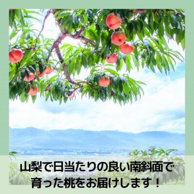 山梨 萩原フルーツ農園の桃　白桃C (約3.7kg 7～12個入)【配送不可地域：離島】