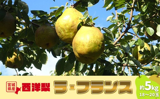 
                  西洋梨 ラ・フランス 約5kg 18～20玉 洋梨 梨 果物 くだもの フルーツ 食後 デザート 香り豊か タルト コンポート ギフト 贈り物 お取り寄せ ふるさと納税 宮城県 白石 白石市【1510201】
                