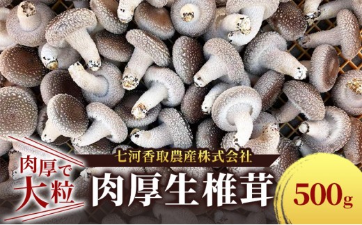 しいたけ 肉厚生椎茸500g 椎茸 シイタケ 高品質 通年栽培 肉厚 大粒 しっかり 噛み応え きのこ 千葉市 千葉県[№5346-1330]