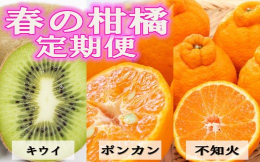 
                  【定期便全3回 固定月】 和歌山の人気の春のフルーツをお届け！ （キウイ・ポンカン・不知火） ［TM257］
                