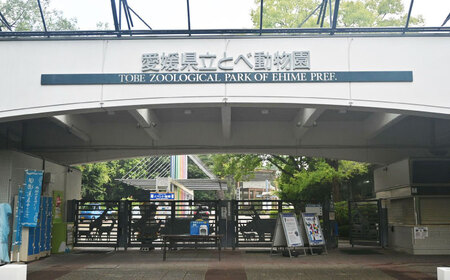 入場券 とべ動物園 年間パスポート 1枚 動物園 体験 観光 BJCA002
