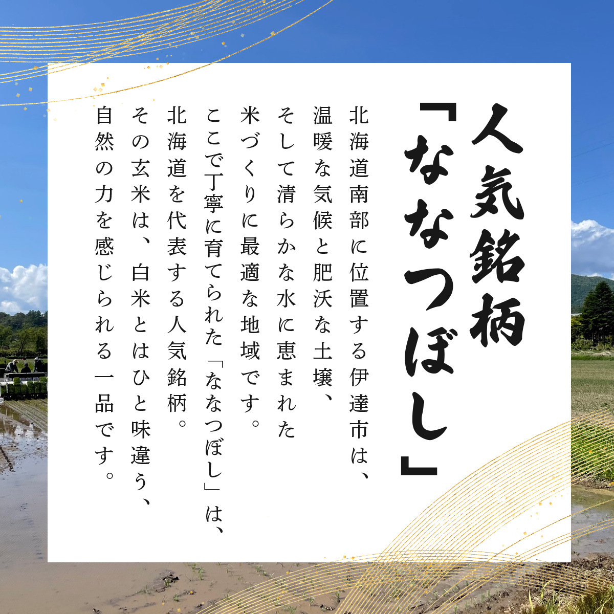 令和7年産 北海道伊達市産 ななつぼし 玄米 5kg【tkk-019_03】【2025年10月1日発送開始】