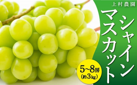【先行予約】 上村農園 （ハウス） シャインマスカット 5房から8房 （約3kg） 【2025年7月中旬から8月上旬 出荷予定】 葡萄 ぶどう ブドウ 種無し 種なし 果物 くだもの フルーツ 果実 ハウス栽培 朝採り直送 お取り寄せ 福岡県 うきは市