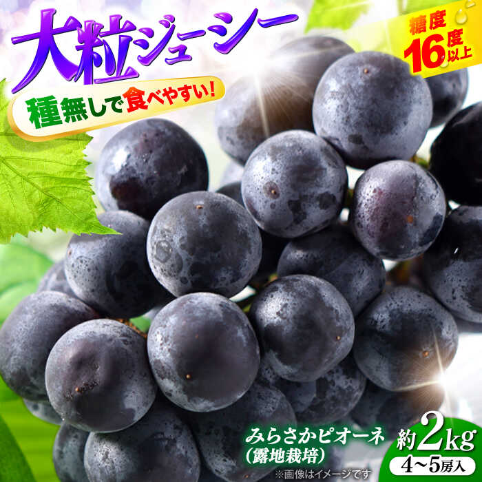 【ふるさと納税】【数量限定・先行予約】 ピオーネ みらさかピオーネ（露地栽培）2kg 4から5房入 ＜8月下旬頃から9順次発送＞ぶどう 葡萄 ブドウ フルーツ 果物 種なし 贈答 ギフト 人気 おすすめ 広島 三次 ふるさと納税 三次市/みらさかピオーネ直売所[APBE004]