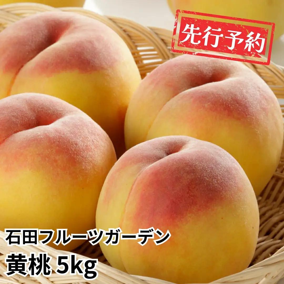 先行予約 黄桃 5kg程度 令和8年 新潟県産 黄桃  石田フルーツガーデン