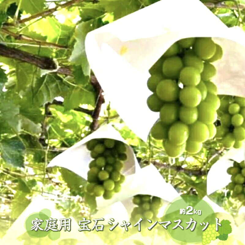 【ふるさと納税】 【2025年発送先行予約】シャインマスカット (新鮮直送・家庭用2kg) ふるさと納税 シャインマスカット マスカット 葡萄 ご家庭用 果物 フルーツ おすすめ 山梨県 南アルプス市 送料無料 ALPCZ014