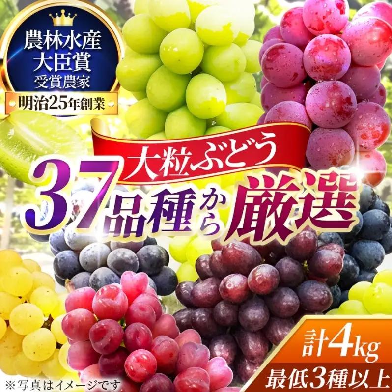 37品種からプロが厳選した「旬の宝石箱」大粒ぶどう詰合せ（シャインマスカット1房含む）約4kg（2026年先行予約 8月上旬～8月中旬発送分）