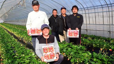 【2ヵ月 定期便】 完熟 いちご 定期便！ 4パック × 2回 合計 8パック （1P260g） 定期便 国産 いちご イチゴ 苺 果物 かおり野 とちおとめ やよいひめ フルーツ 茨城県産 KEK 