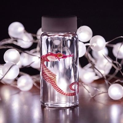 ふるさと納税 枕崎市 透明骨格標本 【タツノオトシゴ】 C0-56