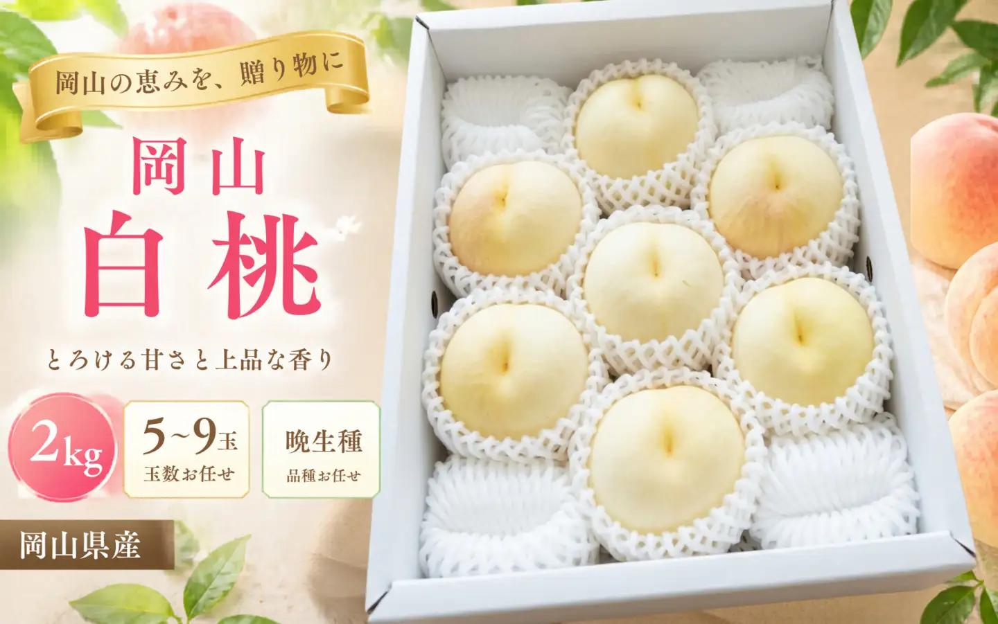 【2026年先行予約】桃 岡山白桃 晩生種 約2kg（5~9玉）岡山県産 ご家庭用 もも 白桃 フルーツ 果物 きびもも園【kbmm003】