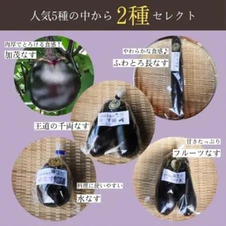 なす2種類おまかせ5本!(賀茂なす・水なす・フルーツなす・千両なす・ふわとろ長なす)【1733733】