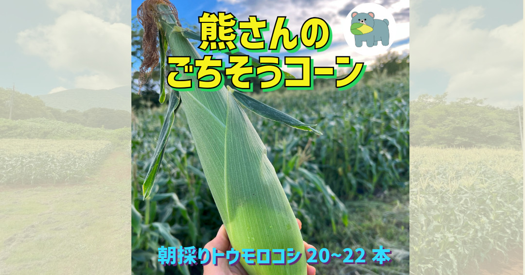 
            【 冷蔵 クール 】 朝採り トウモロコシ 熊さんのごちそうコーン 20本 ～ 22本 品種 ゴールドラッシュ  TAMAI WINE　配送先は本州限定 2025年8月上旬頃から2025年8月下旬頃まで順次発送予定 令和7年度収穫分 信州 野菜 とうもろこし コーン 長野 22000円 予約 農家直送 長野県 飯綱町 [1787]
          