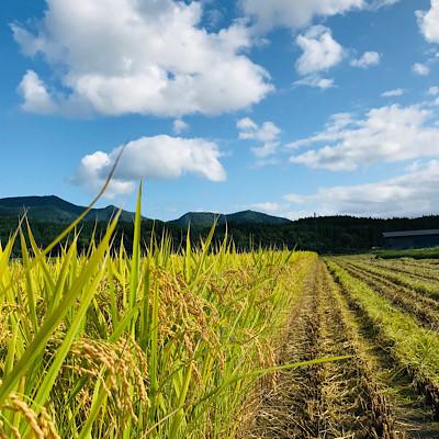 ふるさと納税 新庄市 魅惑のはえぬき(精米)　3kg |  | 03