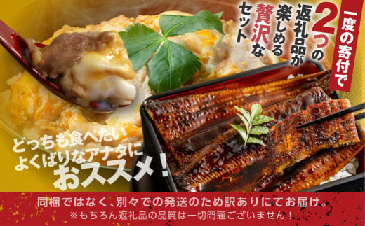 青うなぎ＆親子丼 渥美半島よくばりセット 年内 蒲焼き 鰻 ウナギ うなぎ蒲焼 惣菜 幻 簡単調理 おいしい 高評価 ふるさと納税 魚 さかな 魚介 ランキング 名古屋コーチン 鶏肉 おすすめ