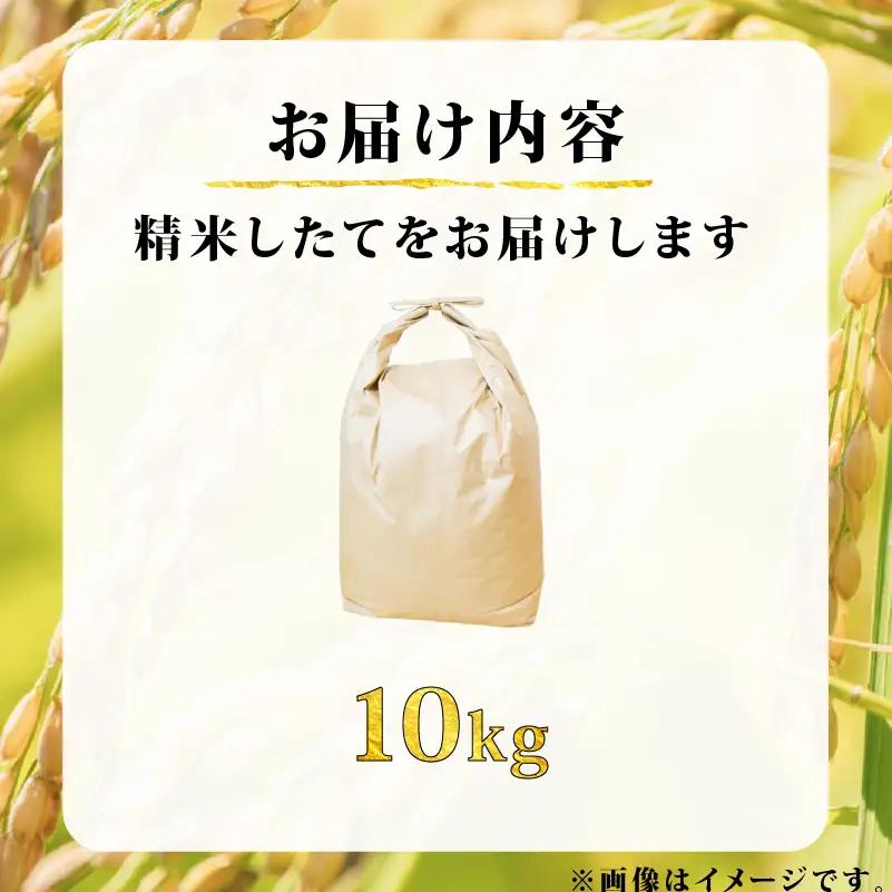 新米 令和8年産 ヒノヒカリ 10kg 米