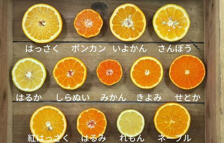 旬の柑橘食べ比べ 柑橘ごろごろ 3種 箱込 7.5kg(内容量約 6.8kg) 秀品 優品 混合 和歌山県産 産地直送 【おまけ付き】【みかんの会】