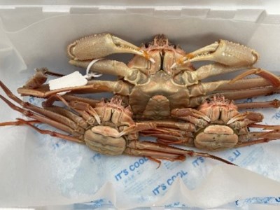 【22013】鳥取県網代産　訳あり松葉がに　親がに　夫婦セット（生）