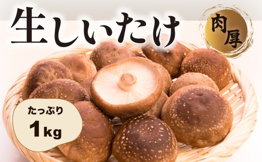 肉厚生しいたけ 【選べる容量】　椎茸 しいたけ シイタケ 肉厚 生椎茸 国産 800g 1kg