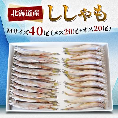 ふるさと納税 日高町 北海道産ししゃもMサイズ40尾(メス20尾+オス20尾)
