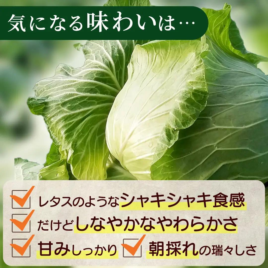 ＜レビューキャンペーン開催中＞【7月中旬発送開始】 訳あり まぼろしの419キャベツ 2玉 きゃべつ 嬬恋村産キャベツ 羽生田売店 幻のキャベツ419 産地直送 期間限定 人気 朝採り 通販 お取り寄