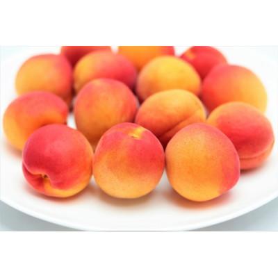 ふるさと納税 千曲市 【2026年発送】あんず「ハーコット」生食用 約2kg