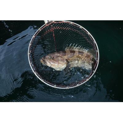 ふるさと納税 対馬市 【対馬産】天然クエ鍋(骨付き身)2〜3人前 |  | 02