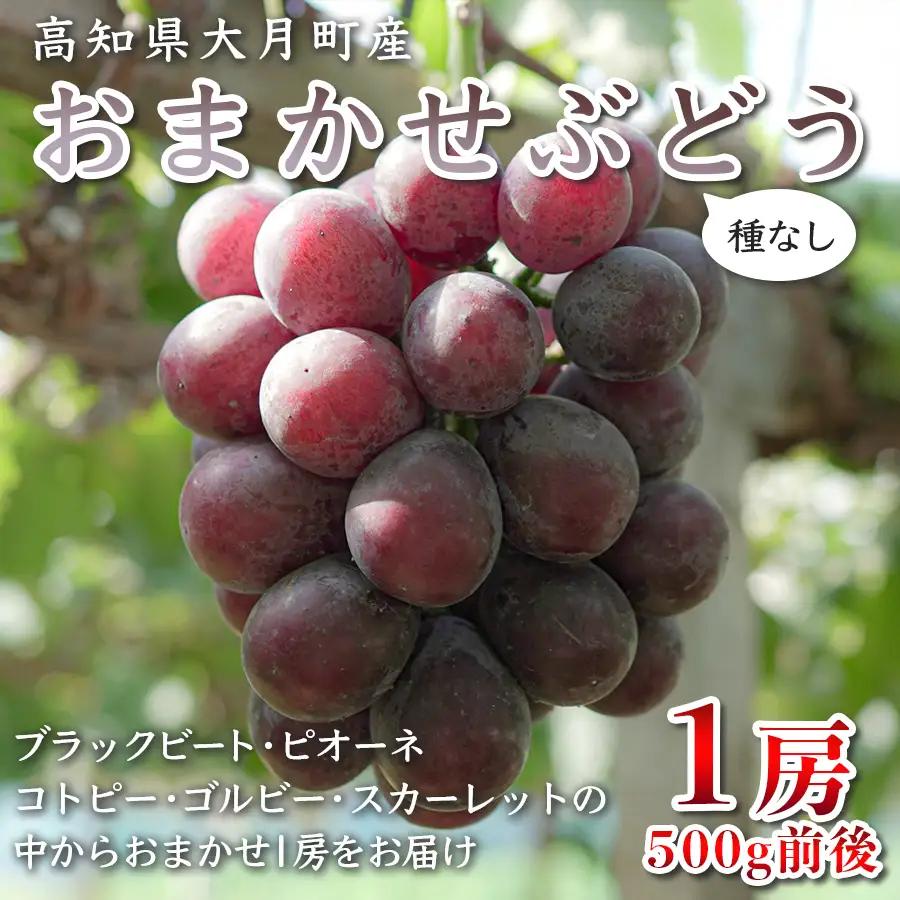 【2026年8･9月発送予定】ぶどう 種なし おまかせ 1房 (500g) ブドウ 葡萄 厳選 限定