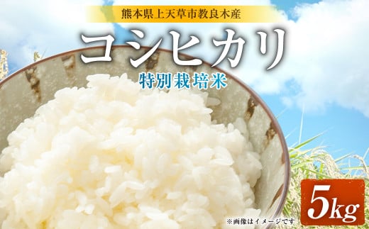 【令和6年産】熊本県上天草市 教良木産 コシヒカリ（特別栽培米） 5kg 米 お米 ご飯 ごはん 精米 熊本県 上天草市【9月上旬より順次発送予定】