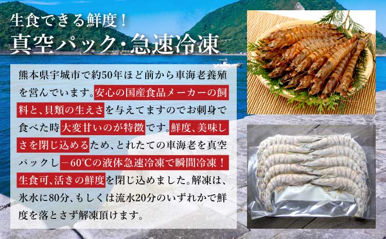 熊本県産 急速冷凍 車海老 250g(9〜13尾) 生食可 瞬間冷凍