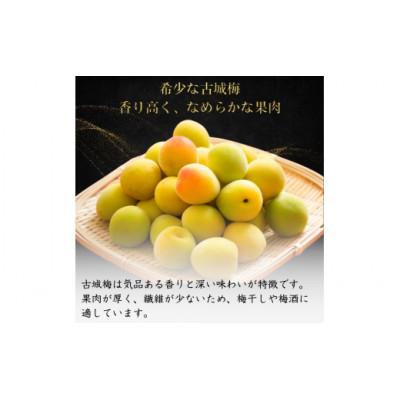 ふるさと納税 田辺市 【先行予約】 青梅【古城梅】 3kg(2027年5月より順次発送予定)/ 生梅【tcs020】 |  | 01