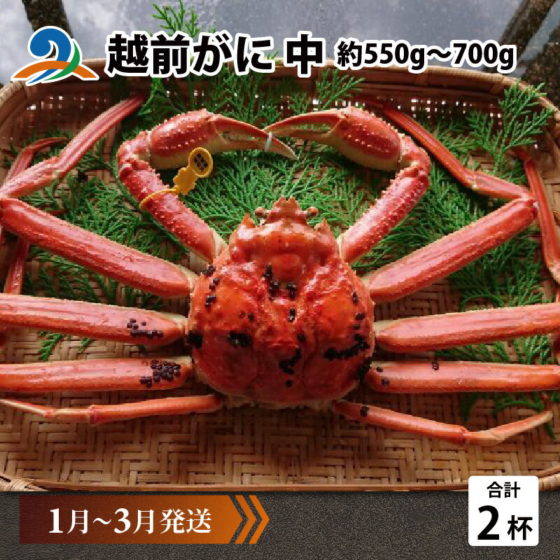 【ふるさと納税】【先行予約】越前がに 中 (約550g～700g)×2杯【1月～3月発送】 / 雄 ズワイガニ ずわいがに ズワイ蟹 越前ガニ ボイル 冷蔵 南越前町 送料無料