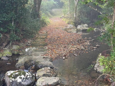 京都・亀岡産きぬひかり「宮川神社米」3kg(1kg×3袋) 令和7年産新米 精米