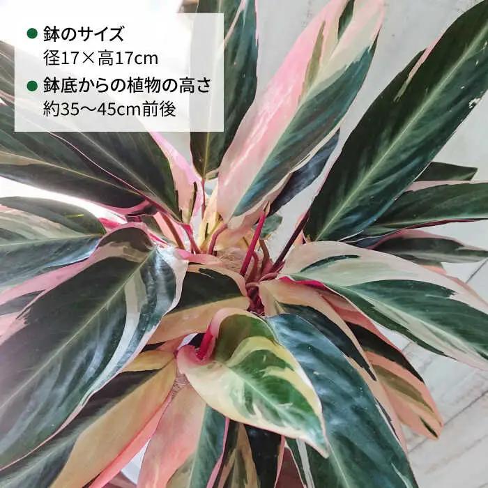緑、白、赤の色合いが絶妙！『 ストロマンテ ・ トリオスター 』 糸島市 / cocoha [AWB019] インテリア 観葉植物 おしゃれ