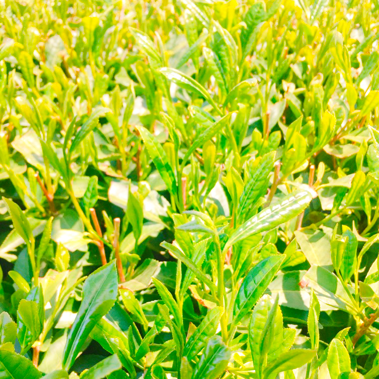 【7月より発送開始】 ＜ お中元 熨斗付き ＞ お茶好き必見！ 飲みくらべ セット 御中元 贈答 ギフト ふるさと納税 [AE031ya]