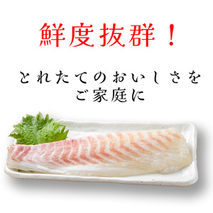 （冷凍） 【1月発送分】 国産 養殖 真鯛 500g ／ 長栄丸 ふるさと納税 鯛 タイ たい 小分けパック 短冊 刺身 しゃぶしゃぶ 三重県 大紀町