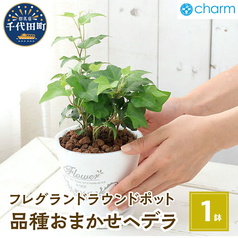 【ふるさと納税】観葉植物 ヘデラ 品種 おまかせ フレグランドラウンドポットXS植え（1鉢） インテリア リラクゼーション 室内栽培 プレゼント 送料無料 趣味 人気 オススメ 初心者 玄関 リビング 受皿付 セラミス 北海道冬季発送不可 株式会社チャーム